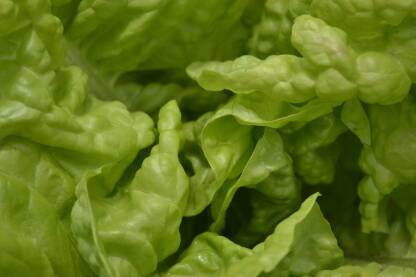 Zelena salata makro. Povrće