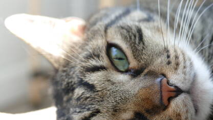 Nos odrasle, sive prugaste mačke. Mačke imaju istančan njuh, koji igra važnu ulogu u hranjenju i njihovom društvenom život kao što je identifikacija teritorije,lociranje hrane, druge mačke i parove.