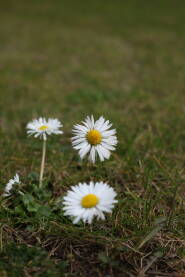 Tri cveta bele rade na livadi zelene trave