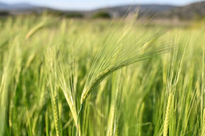 Mlada zelena pšenica raste na polju, krupni plan. Usjevi pšenice u rano proljeće. Poljoprivreda. Žitarice na zalasku sunca.
