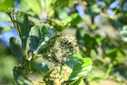 Oštećeni listovi od strane insekata u šumi. Insekti su oštetili lišće na drvetu. Štetočine su pojele dijelove listova na grani.