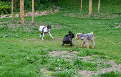 Tri psa se igraju u gradskom parku. Razigrani sretni psi se igraju u vrtu. Kućni ljubimci.