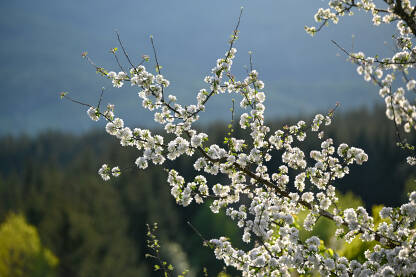 Drvo cvjeta u prirodi. Krupni plan cvjetova u proljeće na drvetu. Divlja voćka cvjeta na planini