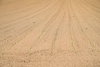 Mlada pšenica u polju. Svježe zasijano polje u proljeće. Žitarice.
