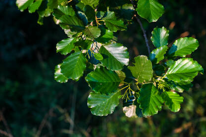 Listovi i drvo johe u šumi. List na grani drveta u prirodi, krupni plan.