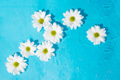 Cvjetovi bijele margarete ili ivančice na vodi uz plavu podlogu.