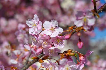 Ružičasto cvijeće u voćnjaku. Japanska trešnja cvjeta u proljeće. Grana sa cvjetovima na suncu. Procvjetalo drvo u vrtu.