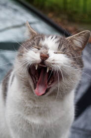 Mačka zijeva široko otvorenih usta.