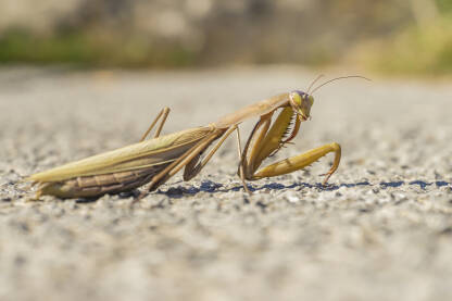 Bogomoljka, obična (Mantis religiosa), kukac žoharaš iz podreda bogomoljki (Mantodea). Glava joj je pomična, s velikim izbočenim očima.