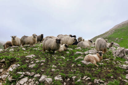 Stado ovaca na planini.
Ovce  na ispaši .