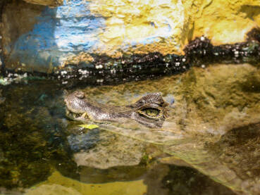 Kajman u Zoo vrtu (Caiman crocodilus)