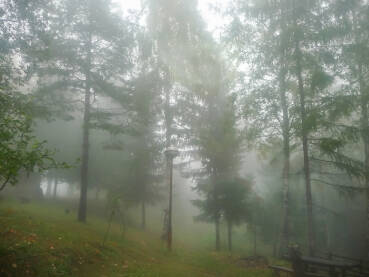 Šumska magla u jutro