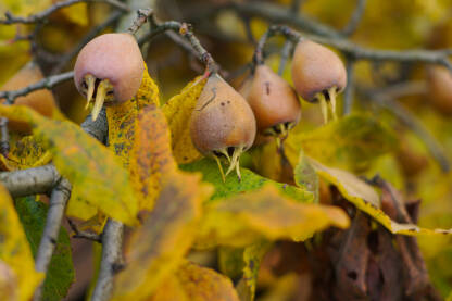 Voće, mušmule na grani u jesen