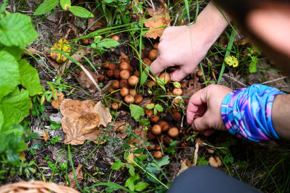 Ljudi beru gljive u šumi u jesen. Gljivarstvo.