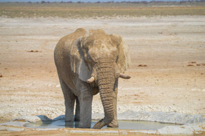 Afrički slon u vodi.