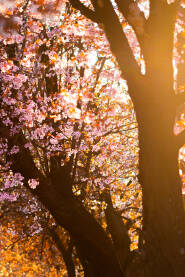 Cvijetno drvo obasjano suncem