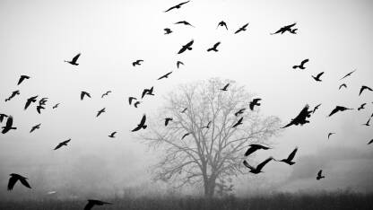 Let vrana ispred stabla u magli u jesen
