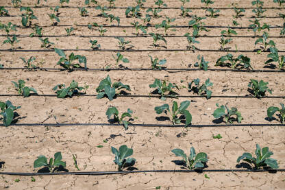 Kupus u polju. Zeleni i svježi listovi kupusa koji raste na navodnjavanom polju, snimak dronom. Organski kupus spreman za berbu.