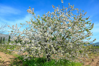 Behar na drvetu u proljeće. Bijeli cvjetovi višnje. Stablo višnje u cvatu u voćnjaku. Prunus cerasus.