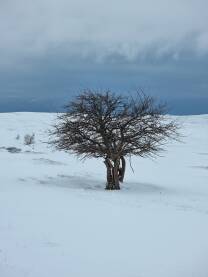 Snježni dan na Kruškom polju, Livno