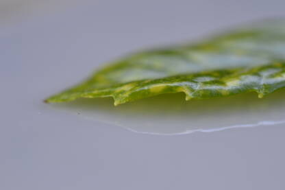 List makro na podlozi