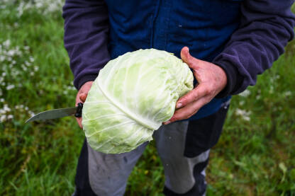 Farmer u rukama drži svježe ubrani kupus. Poljoprivrednik sa glavicom kupusa. Berba kupusa u polju. Proizvodnja domaće i organske hrane. Poljoprivreda.