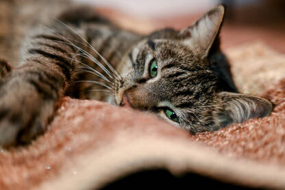 Mačka spava na jastuku u kući. Odrasli mačak drijema u stanu. Kućni ljubimci.
