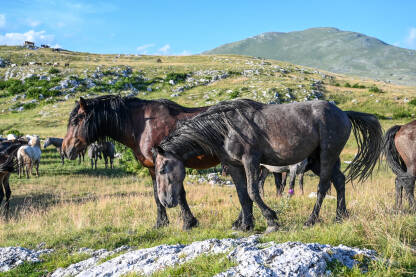 Grupa divljih konja u prirodi. Krdo konja kod Livna, Bosna i Hercegovina. Planina Cincar.
​