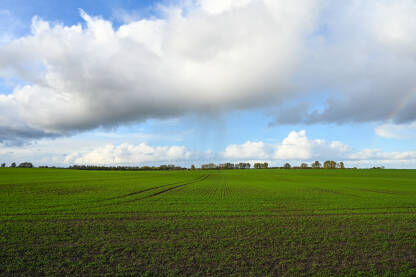 Poljoprivredno zemljište. Posijana pšenica. Zelena polja sa žitaricama u jesen.