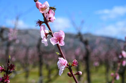 Pčela sakuplja polen sa ružičastih cvetova u voćnjaku. Drvo breskve cvjeta u proljeće. Grana sa cvjetovima na suncu. Procvjetalo drvo u vrtu.