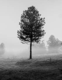 Usamljeni bor u magli