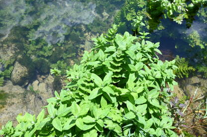 Listovi mente blizu vode. Svježa zelena metvica raste u blizini rijeke. Zeleni listovi paprene metvice na sunčevoj svjetlosti u prirodi.