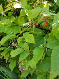 Šumska ili divlja malina (lat. Rubis Idaeus) višegodišnja je žbunasta biljka iz familije ruža. Daje bobičasti plod tamno crvene boje. Plod je bogat vitaminima, a list se koristi za čaj.