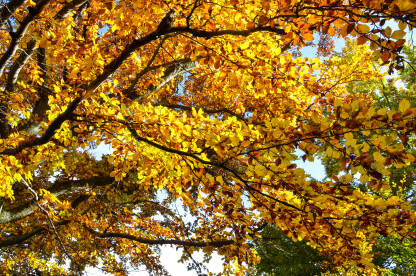 Boje jeseni u šumi. Žuto lišće na drvetu.