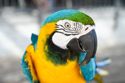 Portret prekrasne egzotične ptice. Velika šarena papiga gleda u kameru.