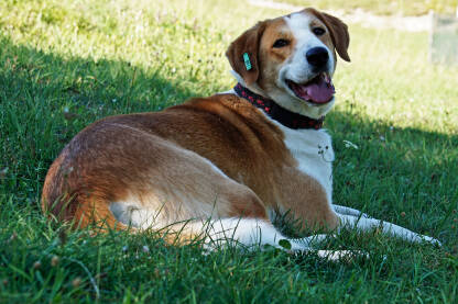 Posavski gonič, pasmina domaćega psa čvrste građe, crvenkaste dlake s bijelim oznakama na glavi, oko vrata, na prsima, na donjim dijelovima nogu i na vrhu repa.
