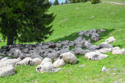 Grupa ovaca leži ispod drveta na planini. Ovce na ispaši u prirodi. Planina Vlašić, BiH.