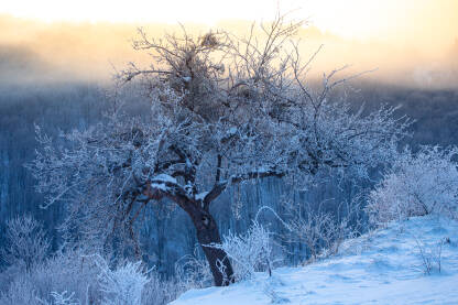 Staro stablo na snijegu ujutro