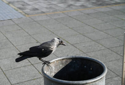 Ptica čavka traži hranu u kanti za smeće. Ptice u gradovima.