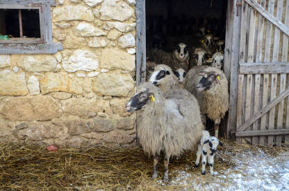 Ovce i jagnjad na farmi na selu. Grupa ovaca na snijegu na farmi. Poljoprivreda