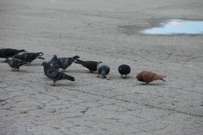 Jato golubova kljuca hranu na betonu na parkingu