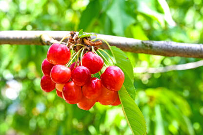 Zrele crvene trešanje rastu na stablu u voćnjaku. Organske trešnje na stablu spremne za berbu, krupni plan. Voće i voćarstvo. Poljoprivreda.