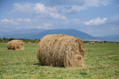 Bale u polju. Bale sijena ili role na poljoprivrednom polju.