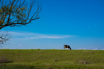 Panorama priroda, krava na pašnjaku