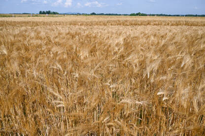 Zlatna pšenica na polju u sunčanom ljetnom danu. Žuto zrelo klasje pšenice spremno za žetvu. Žitarice rastu na njivi.