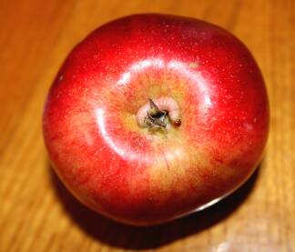 Crv na peteljci ubrane jabuke koja stoji na stolu