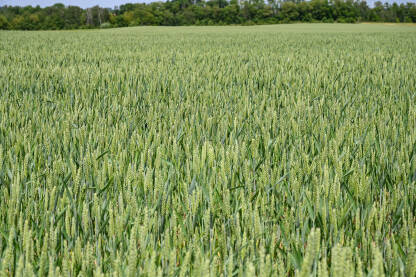 Polje pšenice. Zelena pšenica raste na polju.