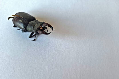 Insekt jelenak Jelenak (Lucanus cervus) je zaštićena vrsta u Hrvatskoj.