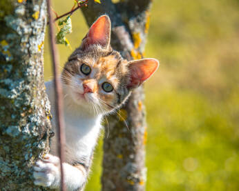 Maca na stablu u prirodi