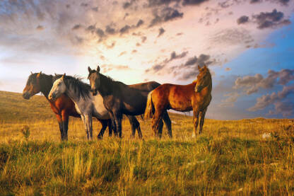Divlji konji-Livno